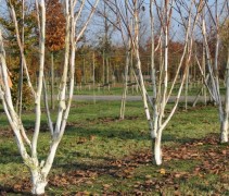 Betula utilis 'Doorenbos' (Jacquemontii)
