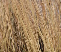 Molinia 'Heidebraut'