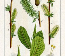 Salix Aurita