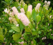 bloem Clethra alnifolia