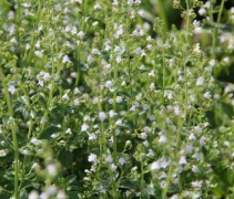 De lila witte vaste plant Bergsteentijm