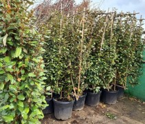 Elaeagnus Ebbingei.  Haagscherm