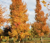 Pyrus call. Chanticleer