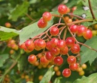 Viburnum opulus - Gelderse Roos - 2