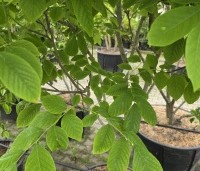 Maackia amurensis - Amur kurkboom - 2