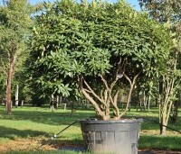 Rhododendron 'Catawbiense Boursault'  - Rododendron 'Catawbiense Boursault'  - 1
