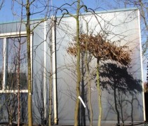 Cercis canadensis 'Ruby Falls'