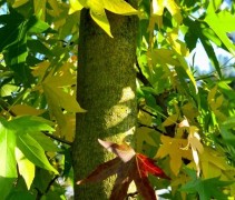 Liquidambar 'Worplesdon' blad oktober