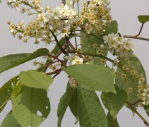 Prunus padus ‘Watereri’ bloesem