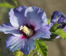 Wilde Hibiscus