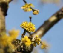 Cornus mas