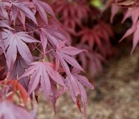 Acer palmatum 'Bloodgood' - Japanse esdoorn - 1