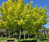 Acer plat. 'Princeton Gold' - Acer plat. 'Princeton Gold' - 1