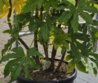 Fatsia Japonica - Groenblijvende japanse vingerplant - 3
