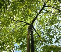 Sophora Japonica 'Pendula' - Treurvormige Japanse Honingboom - 3