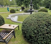 Taxus baccata - Venijnboom - 2