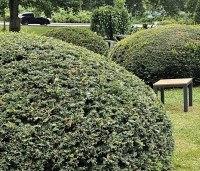 Taxus baccata - Venijnboom - 3