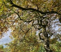 Acer palmatum 'Dissectum' - Japanse esdoorn 'Dissectum' - herfstkleur