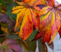 Acer palmatum 'Fior d'Arancio'