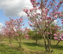 Magnolia Susan