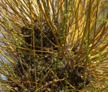 twijg Salix alba Chermesina 