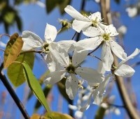 Amelanchier laevis 'Snowflakes' - Krentenboompje - 1