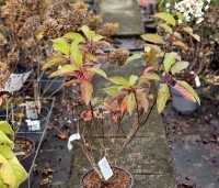 Hydrangea paniculata 'Pinky Winky' - Pluimhortensia 'Pinky Winky' - 60-80 cm  C7,5