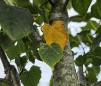 Tilia x flavescens 'Glenleven' - Linde - 1