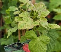 Rubus 'Loganberry' - Loganbes - 1