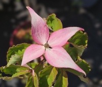 Cornus kousa 'Beni Fuji' - Japanse grootbloemige kornoelje 'Beni Fuji' - 4