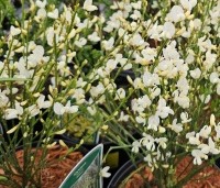 Cytisus praecox 'Albus' - Brem 'Albus'  - 2