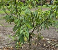 Carpinus japonica - Japanse Haagbeuk - 3