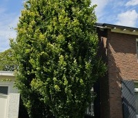 Fagus sylvatica 'Dawyck' - Beuk 'Dawyck' - 2