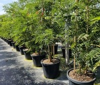 Sorbus 'Dodong' - Lijsterbes 'Dodong' - 1