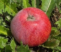Malus dom. 'Sijden Hempje' - Malus dom. 'Sijden Hempje' - 7