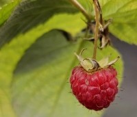 Rubus idaeus 'Heritage' - Herfstframboos 'Heritage' - 1