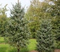 Picea omorika - Servische Spar - 4