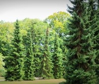 Picea omorika - Servische Spar - toepassing