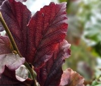 Parrotia persica 'Cherry Tips' - Perzisch IJzerhout 'Cherry Tips' - 3