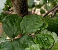 Parrotia persica 'Cherry Tips' - Perzisch IJzerhout 'Cherry Tips' - blad in augustus