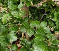 Parrotia persica 'Cherry Tips' - Perzisch IJzerhout 'Cherry Tips' - 5