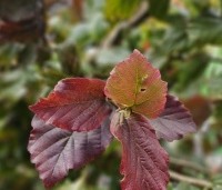 Parrotia persica 'Cherry Tips' - Perzisch IJzerhout 'Cherry Tips' - 2