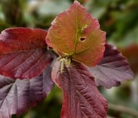 Parrotia persica 'Cherry Tips' - Perzisch IJzerhout 'Cherry Tips' - 1