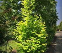Corylus avellana 'Aurea'