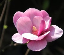 Magnolia Cleopatra