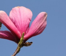 Magnolia 'Spectrum' bloem