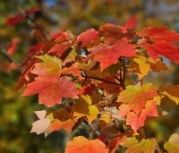 Acer rubrum 'October Glory' - Amerikaanse esdoorn - 3