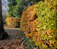 Fagus sylvatica - Groene beuk - herfstverkleuringen