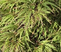 Acer palmatum 'Shigure bato' - Japanse esdoorn 'Shigure bato' - 6