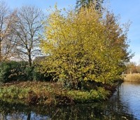 Corylus avellana - Gewone hazelaar - november